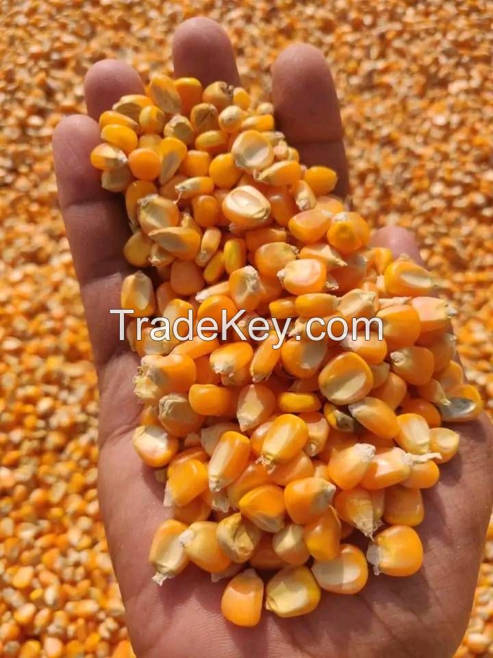 BUCKWHEAT AND CORN / MAIZE