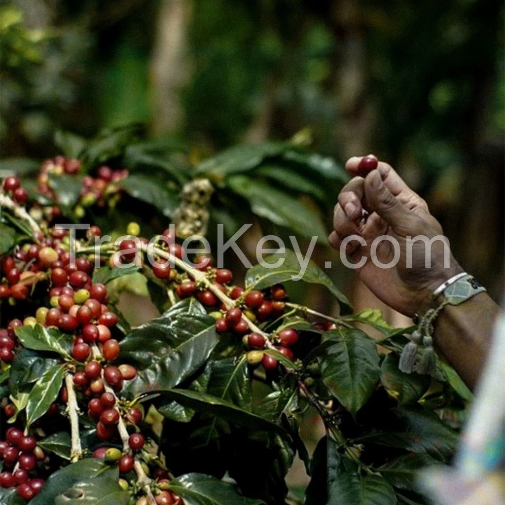 Arabic And Robusta Coffee Beans /kidney Beans 