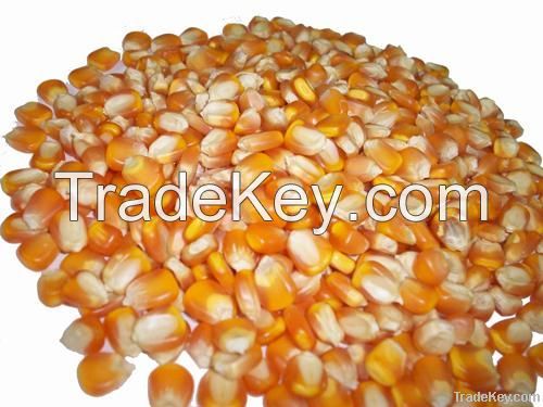 Yellow Corn & Yellow Maize