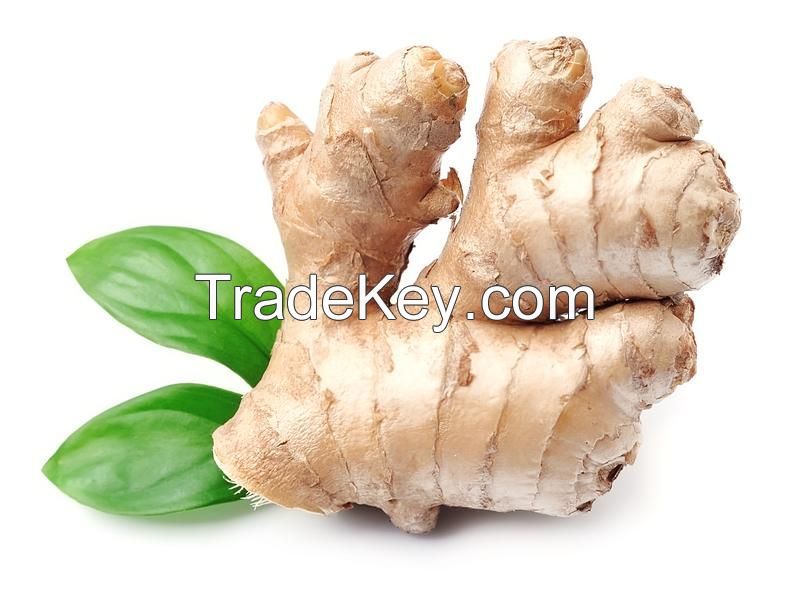 Ginger Fresh Ginger Quality Ginger