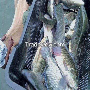 Frozen Tilapia Fish Whole Round With Wholesale Price Offer