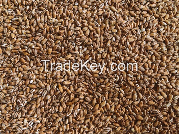 Wheat. gold wheat