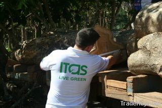 Teak Logs