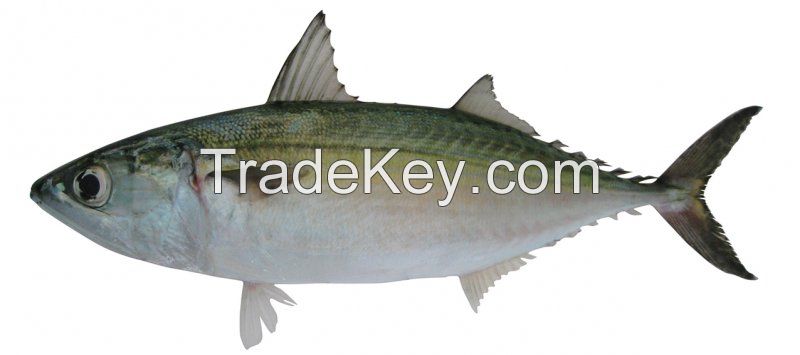 Frozen Indian Mackerel Whole 