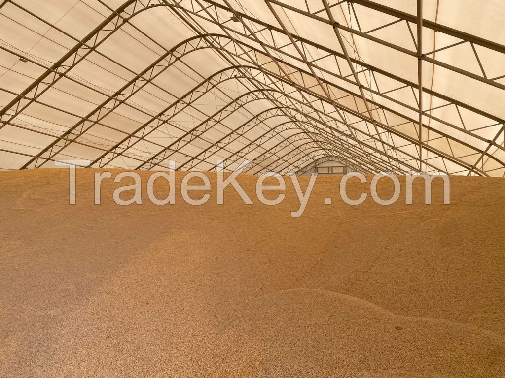 Soybeans from Russia, Far East. Export to Asia