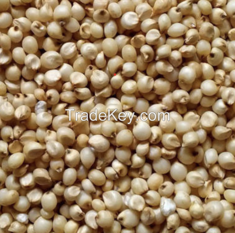 sorghum {jawar}