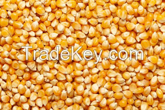 Yellow Corn