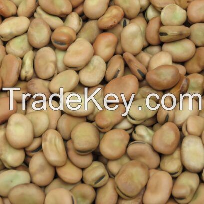 Faba Beans