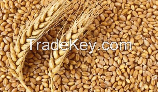 Wheat Grain