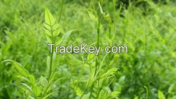 Vine Tea Extract Dihydromyricetin