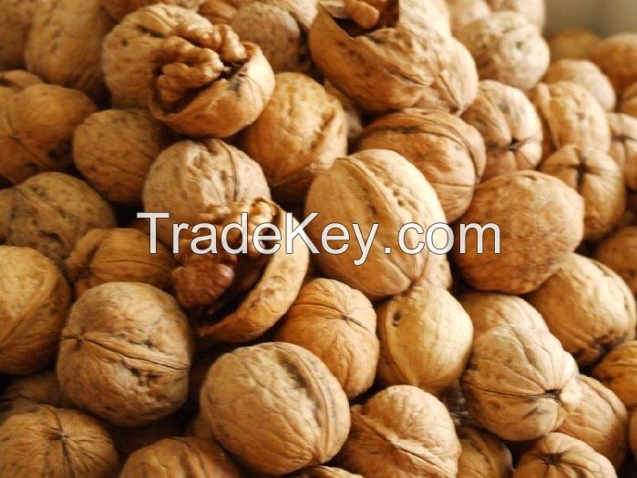 Walnut kernel / walnut / whole walnut without shell/ Halves Walnuts , Walnut Kernel, Walnuts available