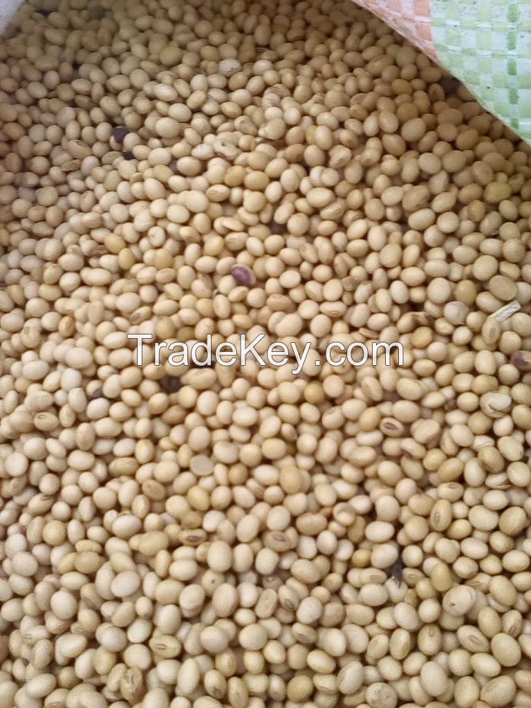 Quality Organic Soybean &amp; Soybean meal 42% Protein