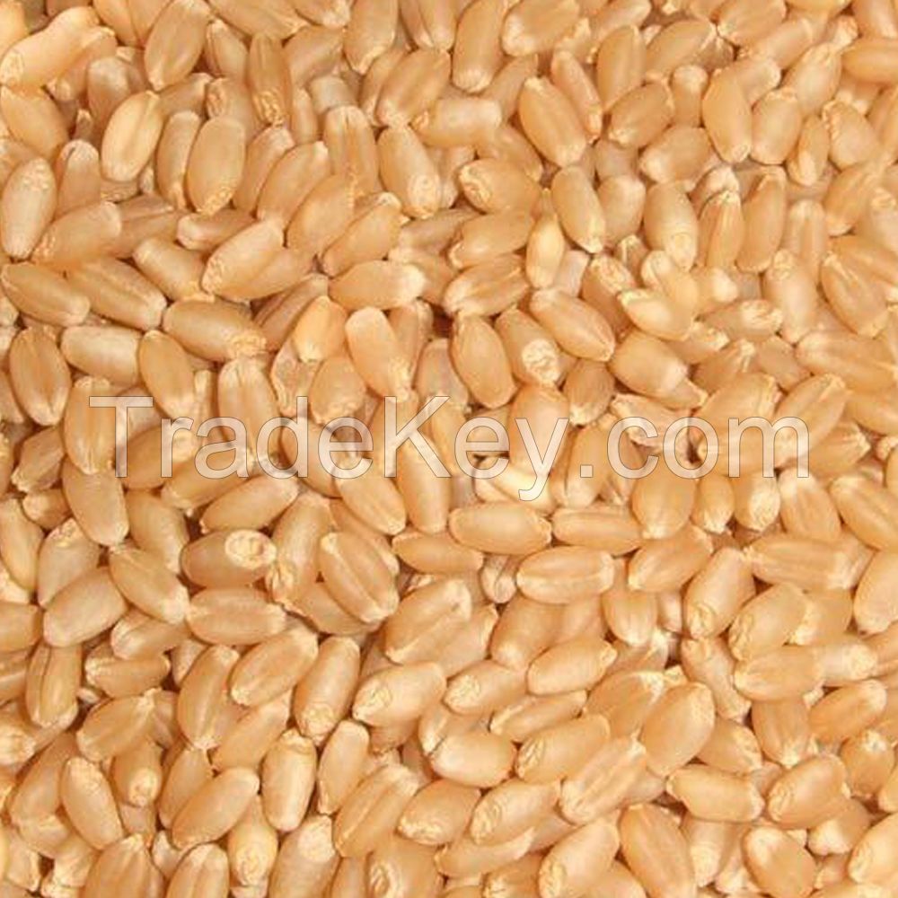  Wheat Grain - Wheat Flour  - Corn Starch - Corn Flour - Jaggery Slabs - Jaggery Powder  