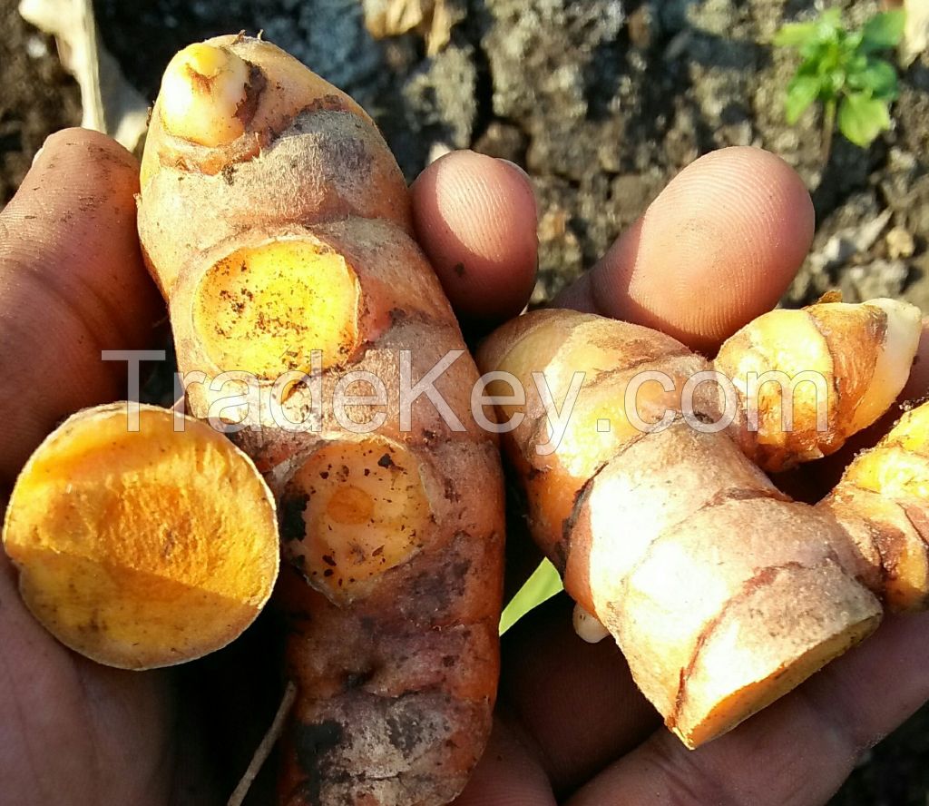 Turmeric