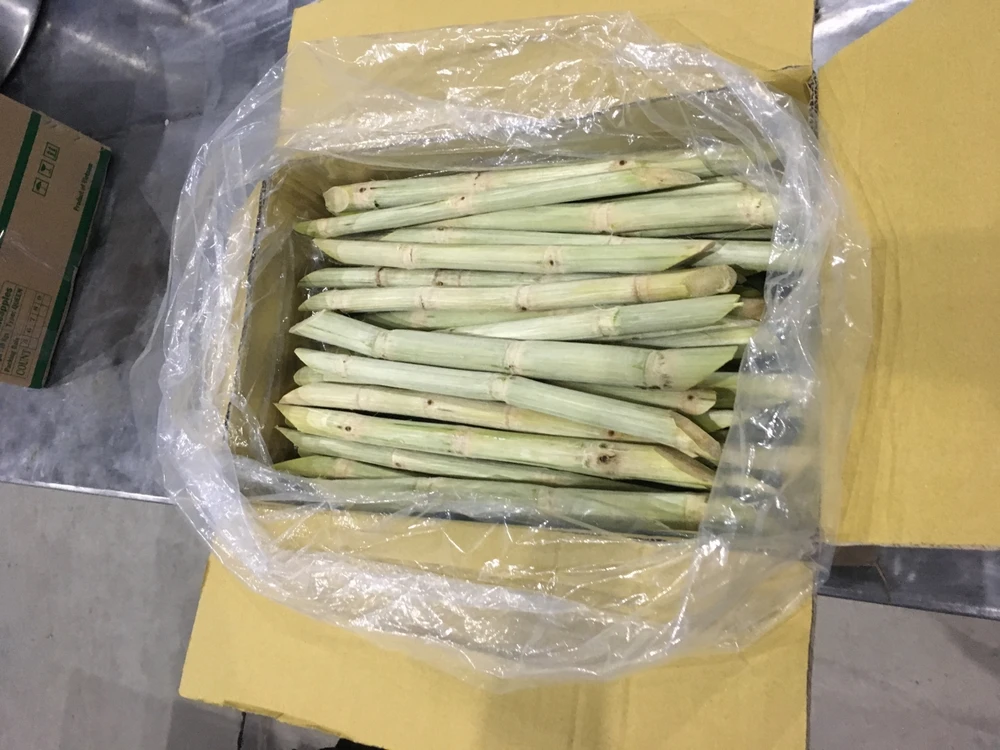 Fresh Sugarcane