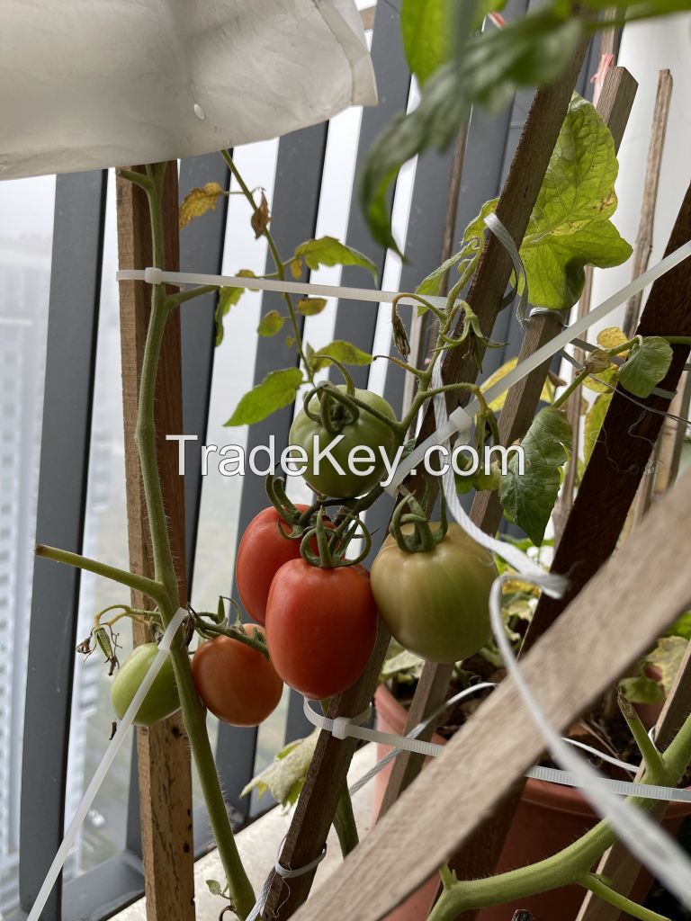 Fresh Tomatoes