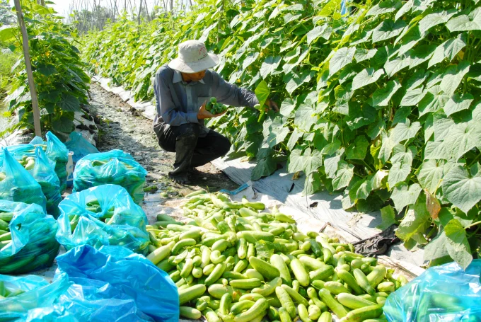 Fresh Cucumber