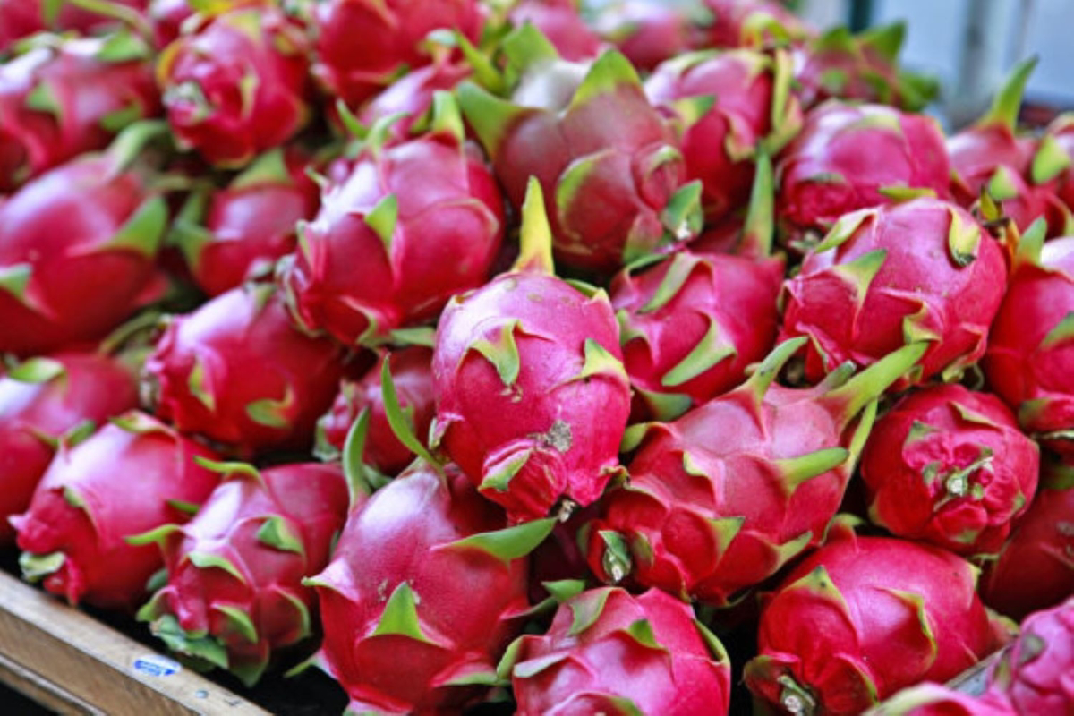 Dragon Fruit