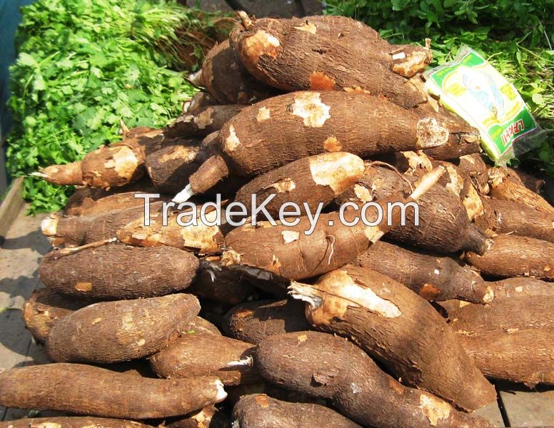 Fresh Cassava Root