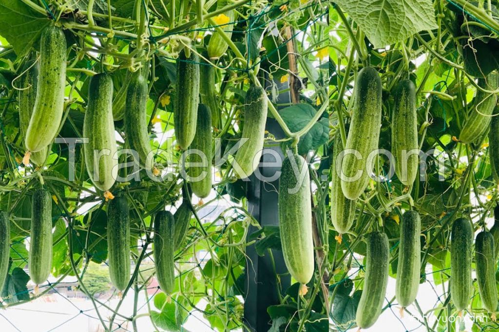 Fresh Cucumber