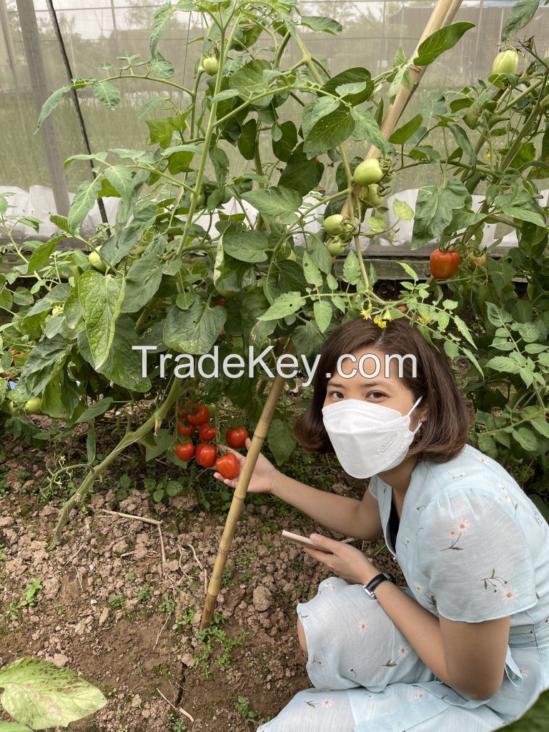 Fresh Tomatoes