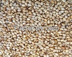 Sesame Seeds (Sesamum indicum)