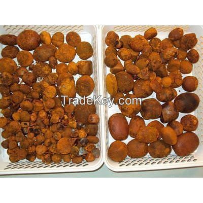 Gallstones Cow Ox Cattle Gallstones.