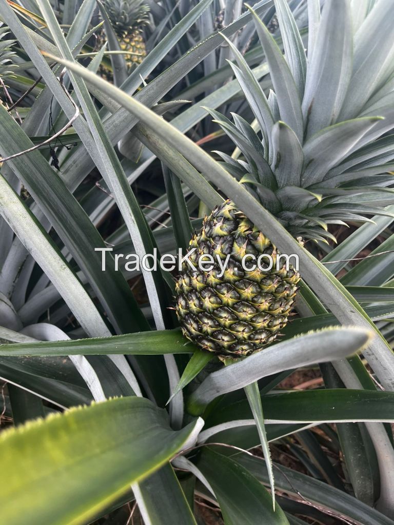 Fresh pineapple