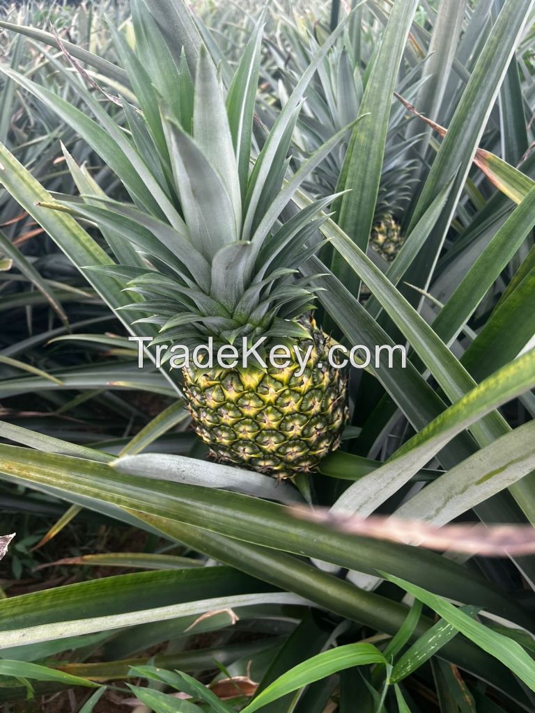 Fresh pineapple