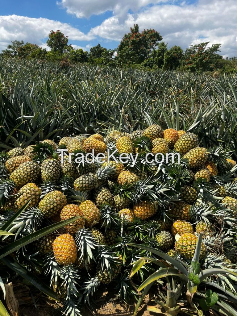 Fresh pineapple