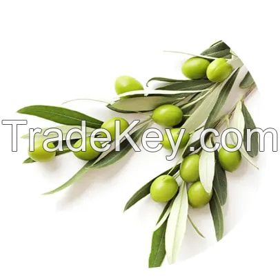 Olive Leaf Extract