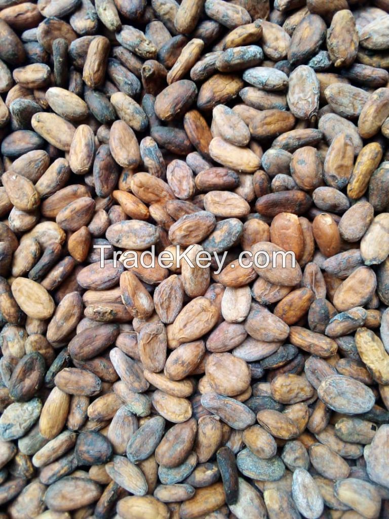 Natural Dry Cocoa Beans from Cameroon