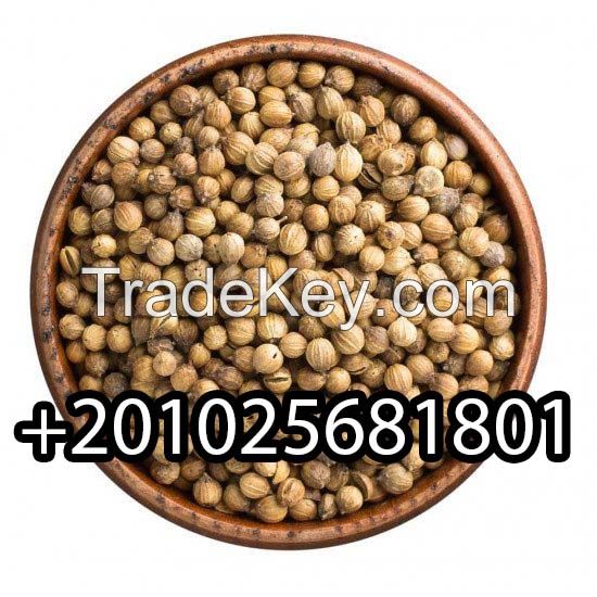 coriander