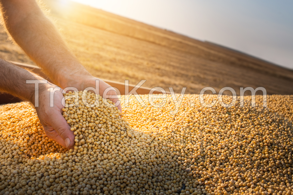 Soybeans