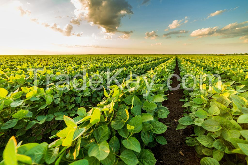 Soybeans