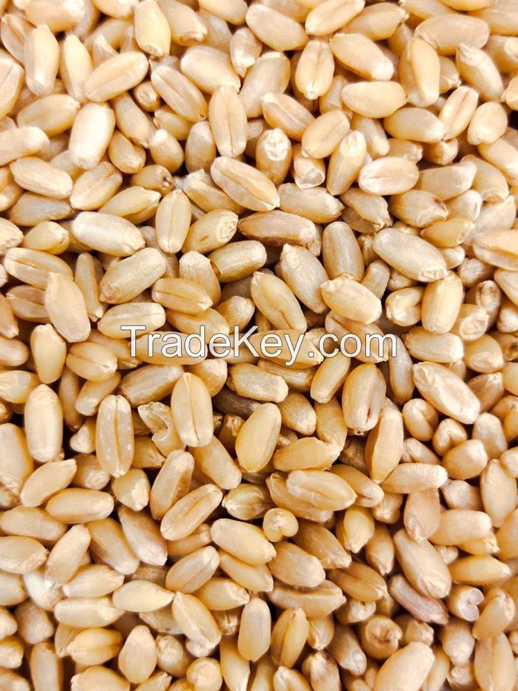 Wheat Seeds