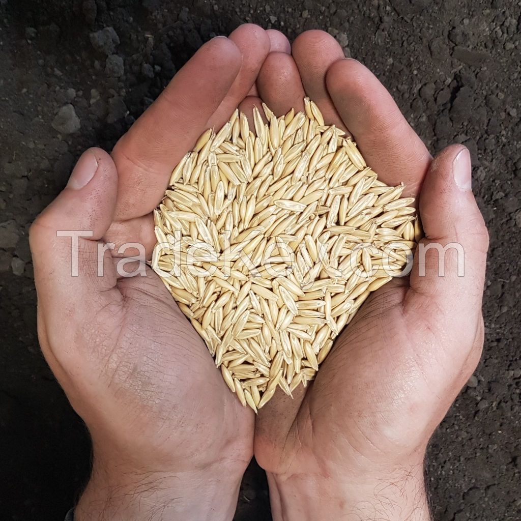 Oats Seed