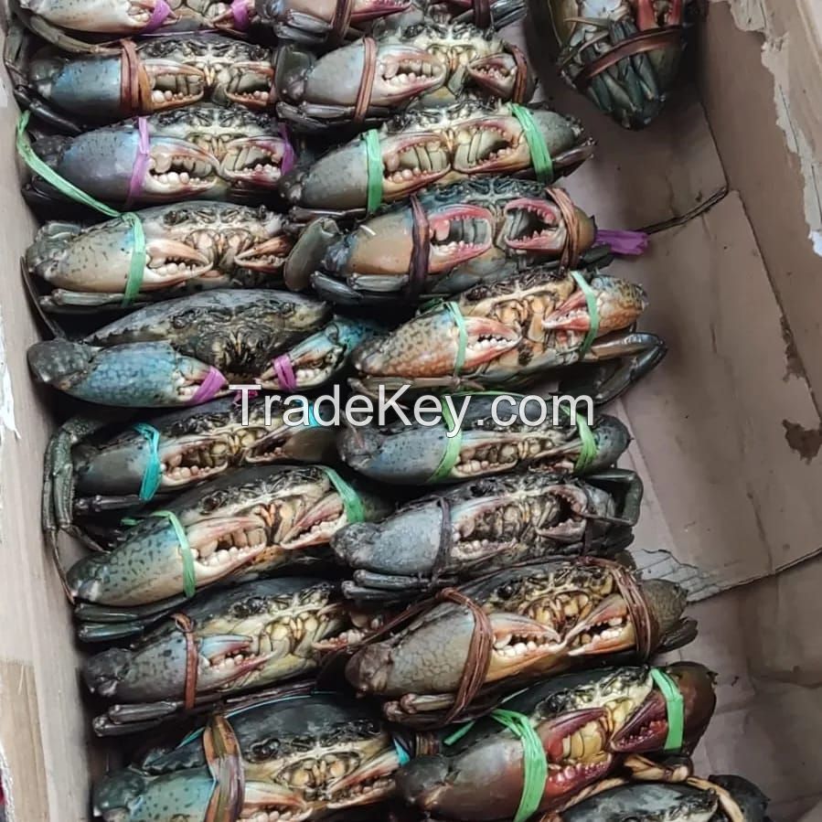 BORNEO MUD CRAB