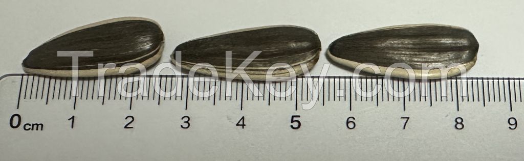 Sunflower Seed NO.361