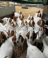 Live Boer Goats, Saanen goats