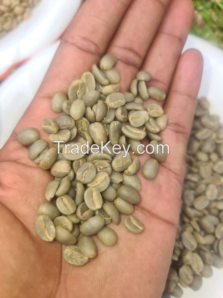 Green Coffee Beans E.g Arabica And Robusta Coffee Beans