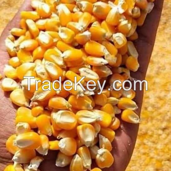 Grade 1 White Corn/Maize