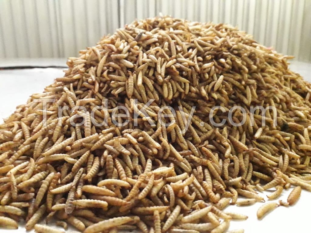 Dried Maggot