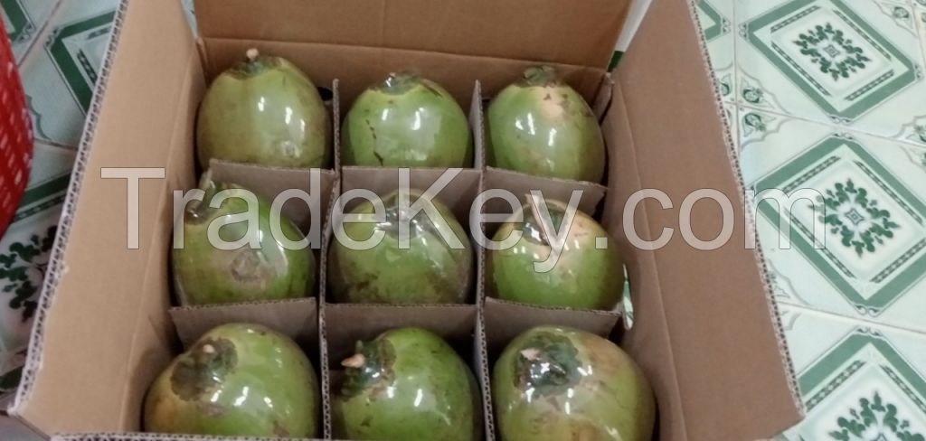 Fresh coconut/bulk coconut water/fresh coconut price from direct factory young coconut wholesale price