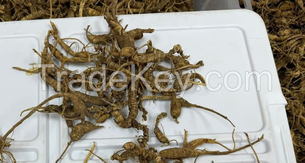 Wild Ginseng