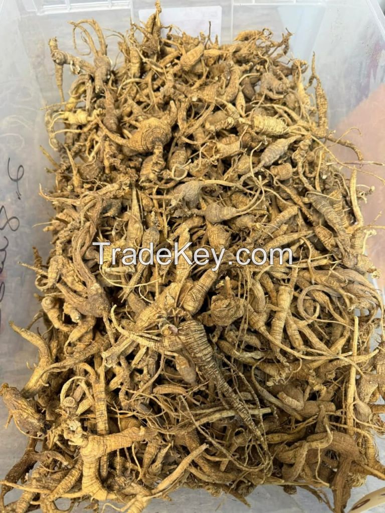 Wild Ginseng