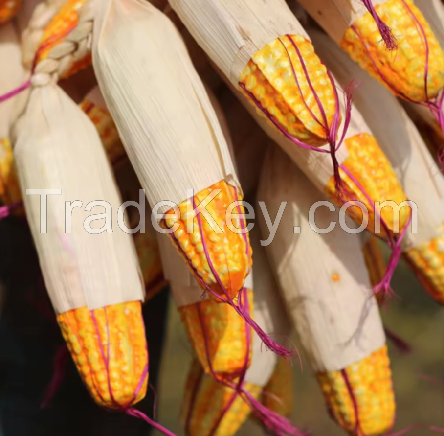 MAIZE CORN