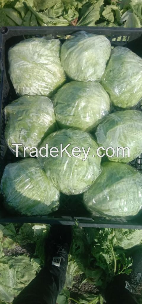 Fresh Cabbages