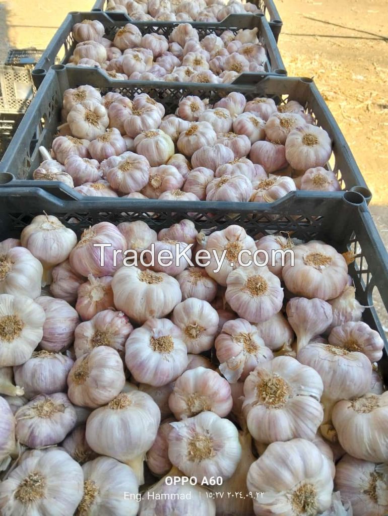 Fresh Garlic