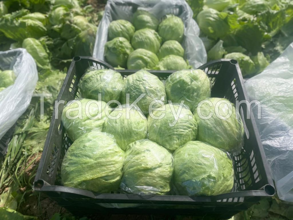 Fresh Cabbages